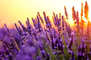 lavender plant with sunset in the background